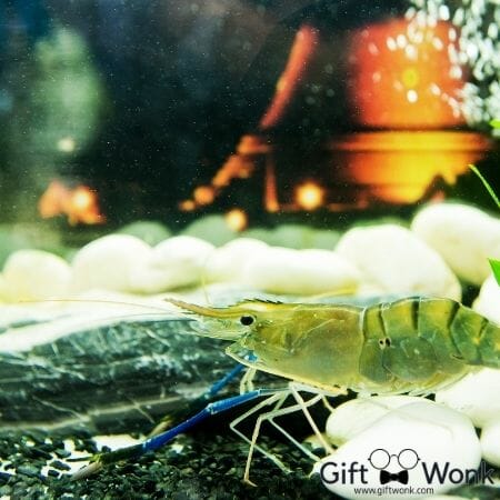 Perfect Christmas Gift for Mom - Closed Aquatic Ecosystem