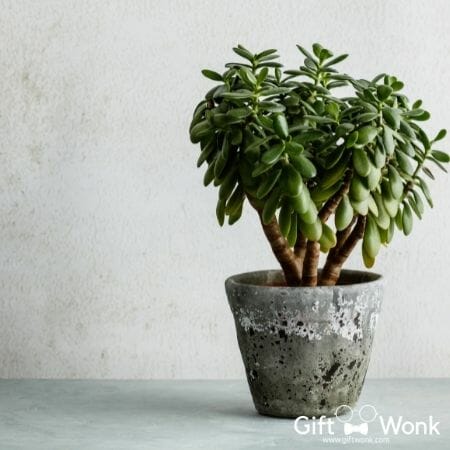 Practical Christmas Gift Ideas for Coworkers - Mini Money Tree