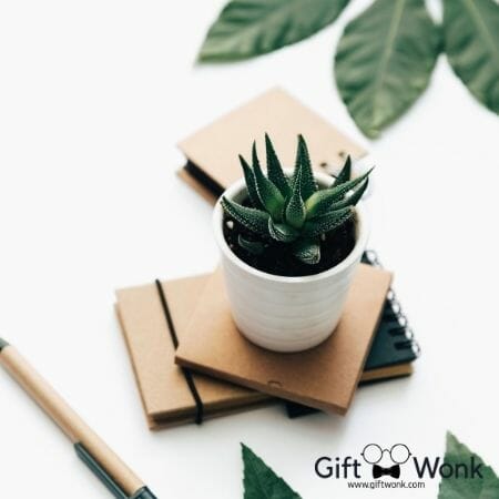 Practical Christmas Gift Ideas for Coworkers  - Succulent Planters