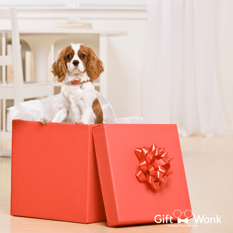 A picture of a dog inside a big red gift box